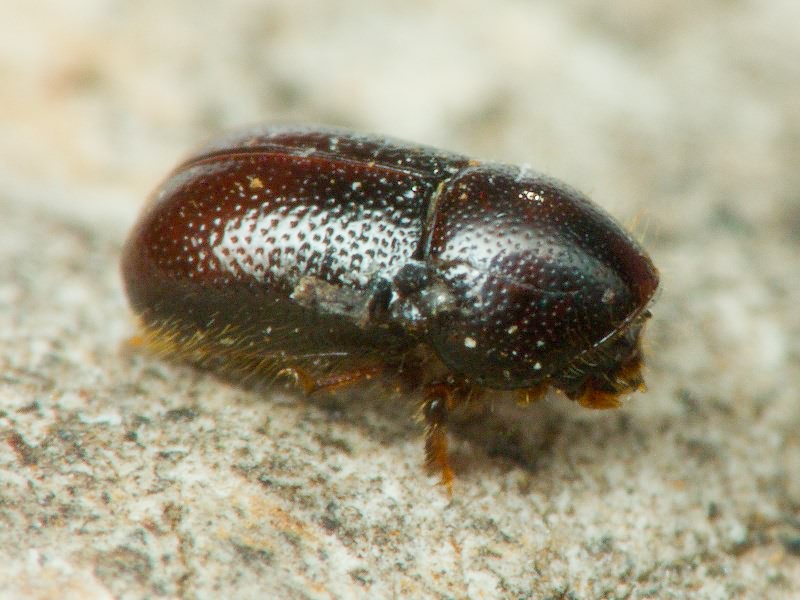 Xylographus bostrichoides (Dufour, 1843)